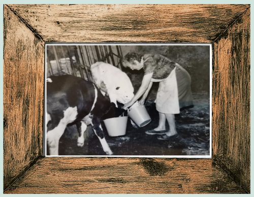 L'àvia Carme donant llet als vedells. Foto cedida per Carme Clopés.
