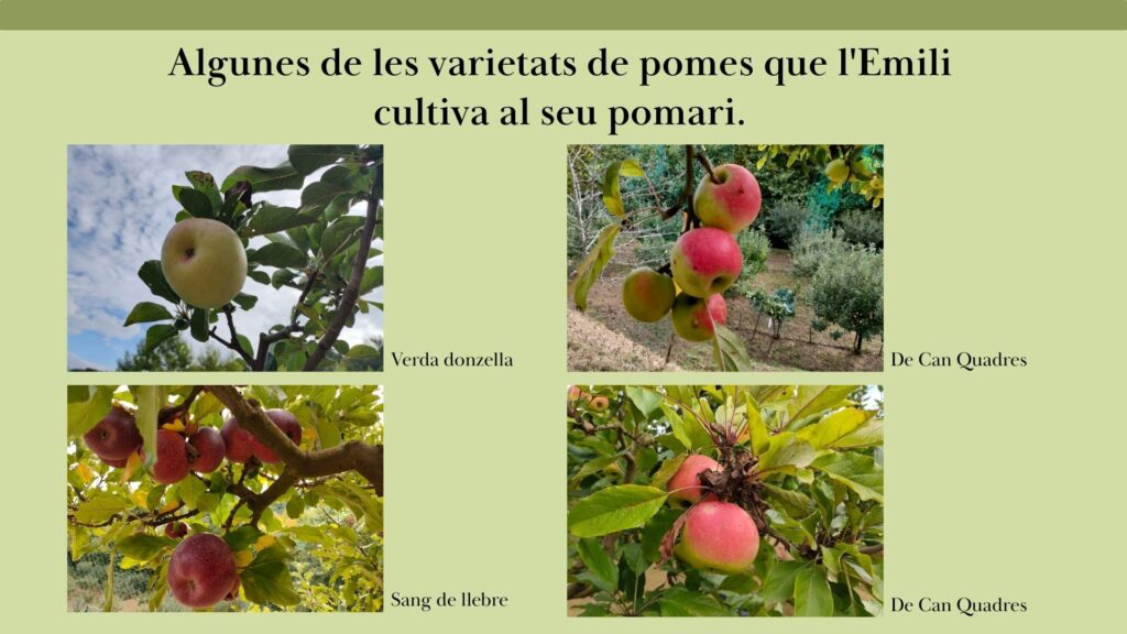 Pomes (1)