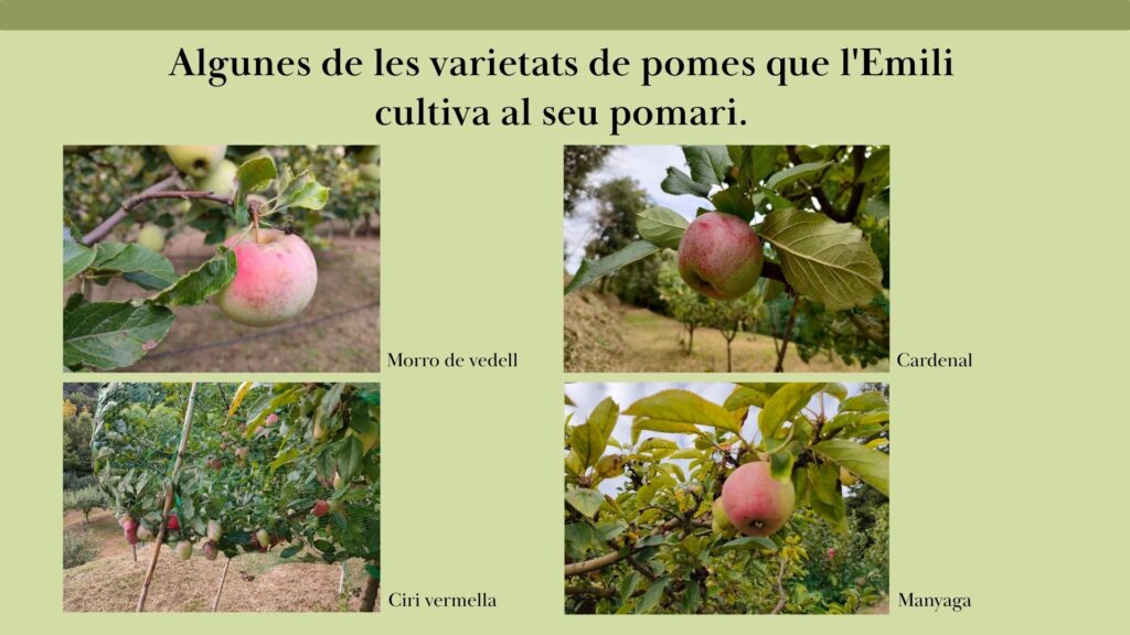 Pomes (2)
